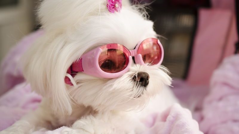 Dyre dyreracer til salg på nettet