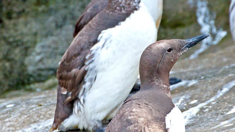 Oplev Danmark fra dets smukkeste side