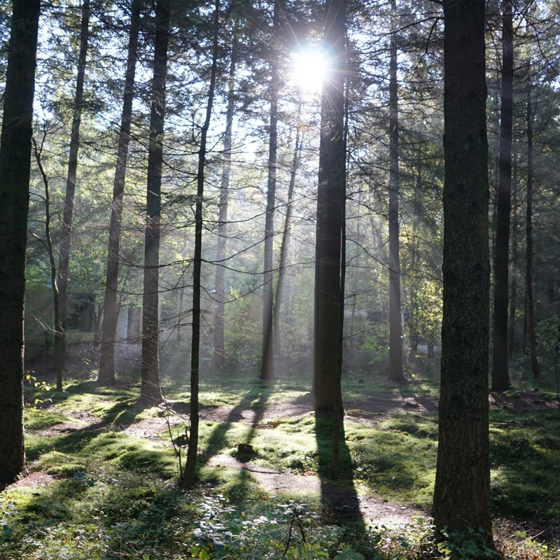 Snedkerkøkken – bæredygtighed